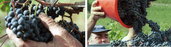 ぶどうの収穫風景