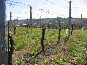 モンテブルーナの畑