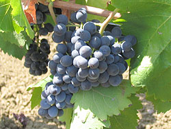黒ブドウ拡大写真
