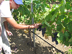 クズマーノ社のブドウ畑