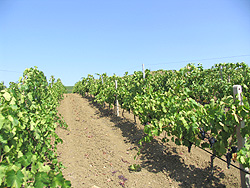 グイヨ仕立てのブドウ畑