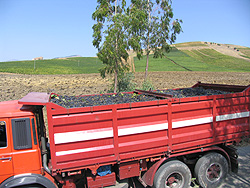 収穫したブドウを運ぶトラック