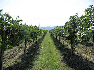 ブドウ畑