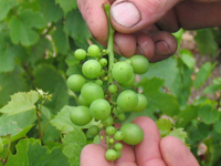 粒の異なる若いブドウの房