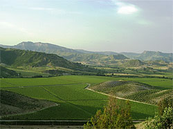 カラブリア風景とワイン畑