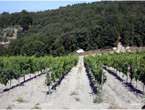 標準的なキャンティの畑