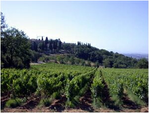 フォンテルートリの畑