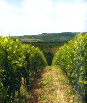 バディア ア コルティブオーノの畑