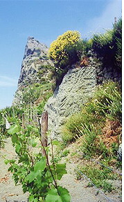 世界で一番美しい畑と呼ばれるカーサダンブラのフラッシテッリの畑