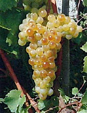 土着品種のぶどう