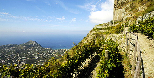 カーサダンブラの畑から見たパノラマ
