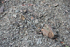 ガッレネレと赤っぽい土の混じった土壌