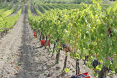 赤色のバケツがかけられたブドウ樹