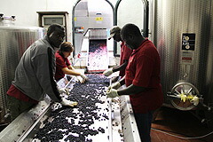 ブドウの粒を選別する様子