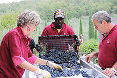 枝や葉を取り除く様子