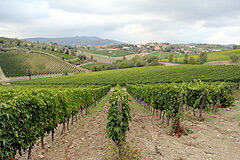 広がるコッレベレートの畑