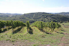 コンカドーロ（黄金の盆地）と呼ばれる畑