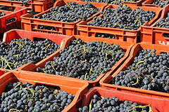 かごに入ったブドウ