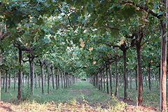 伝統的なテンドーネ仕立て