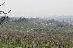 ベッレンタのぶどう畑