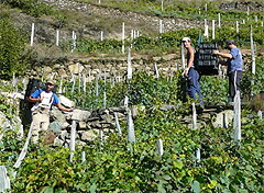 斜面を削って造った段々畑