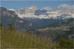 ドロミテ山脈を臨むブドウ畑