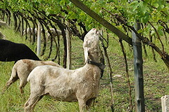 ブドウの樹に集まる羊たち