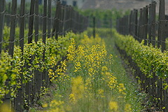 黄色い花をつけたブド樹