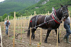 馬でブドウ畑を耕すワイナリー