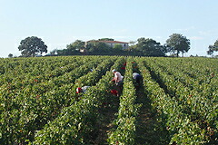 高密植されたブドウ畑