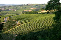 サロット社のブドウ畑