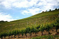 サロット社のブドウ畑