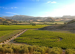 独特の円形の植え方をしたブドウ畑