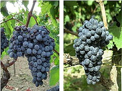 ガリオッポ、マリオッコのブドウ