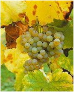 収穫前のグレコ