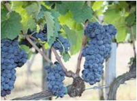 収穫前のアリアニコ