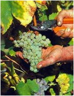 収穫前のフィアーノ