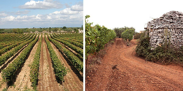 ポルヴァネーラ社のブドウ畑