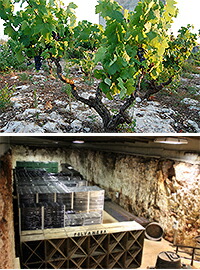 アルベレッロ仕立てのブドウ樹とカンティーナ