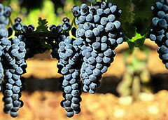 成熟したアリアニコ