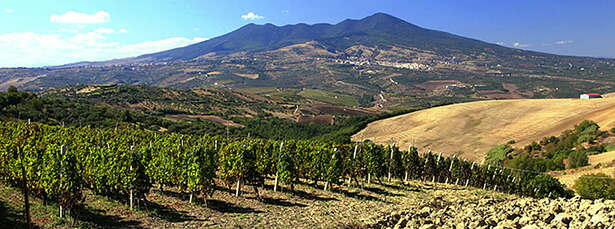 ヴルトゥレ山腹に広がるブドウ畑の風景