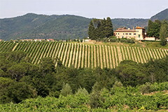 ノッツォーレ畑