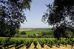 カンポ アル マーレ畑