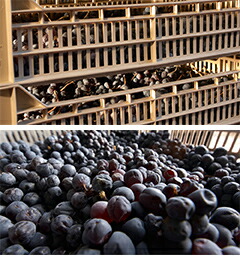 乾燥用のカンティーナとアッパッシメント中のブドウ