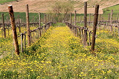 畑に咲き誇る花々