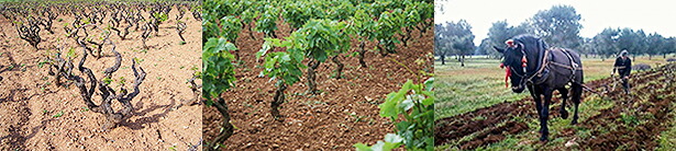 ジャンフランコフィノ社のぶどう畑