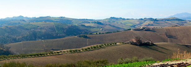 ゆるやかな丘陵地にある畑