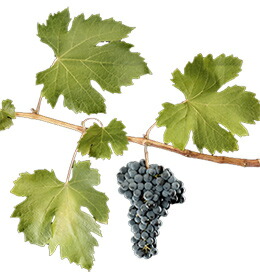 オゼレータの葉とブドウの房