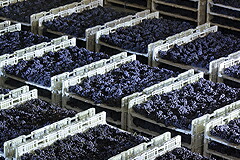 アパッシメント中のブドウ