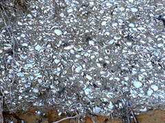 マルヴィラの畑から出る貝の化石